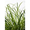 Piardino Katzengras (Cyperus zumula, Topfgröße: 12 cm) | BAUHAUS
