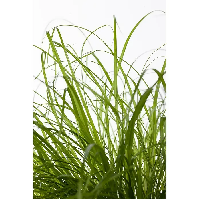 Piardino Katzengras - Cyperus zumula, Topfgröße: 12 cm - Nahaufnahme von frischem, leuchtend grünem Gras, das hoch und natürlich wächst, ideal für Hintergründe und Texturen.