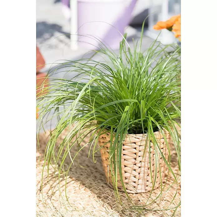 Piardino Katzengras - Cyperus zumula, Topfgröße: 12 cm - Eine grüne Pflanze mit langen Blättern in einem geflochtenen Korb auf einer geflochtenen Matte.
