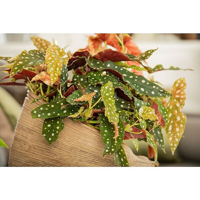 Piardino Forellenbegonie (Begonia maculata, Topfgröße: 12 cm, Weiß) | BAUHAUS