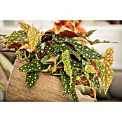 Piardino Forellenbegonie (Begonia maculata, Topfgröße: 12 cm, Weiß) | BAUHAUS