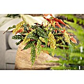 Piardino Forellenbegonie (Begonia maculata, Topfgröße: 12 cm, Weiß) | BAUHAUS