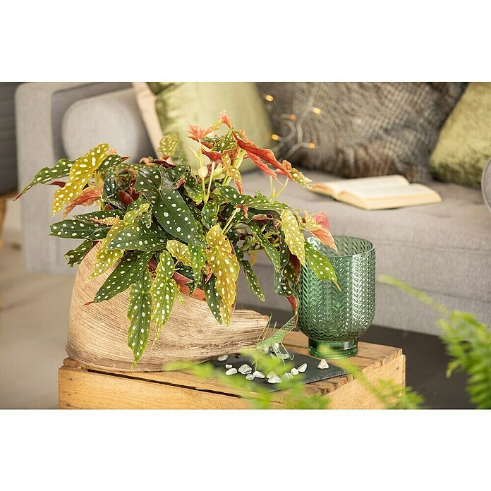 Piardino Forellenbegonie (Begonia maculata, Topfgröße: 12 cm, Weiß) | BAUHAUS