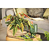 Piardino Forellenbegonie (Begonia maculata, Topfgröße: 12 cm, Weiß) | BAUHAUS