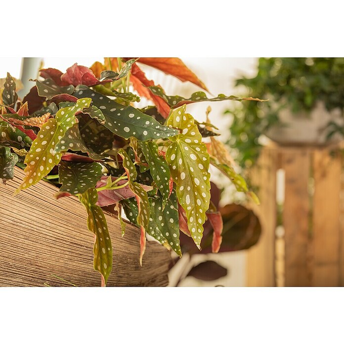 Piardino Forellenbegonie (Begonia maculata, Topfgröße: 12 cm, Weiß) | BAUHAUS