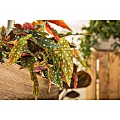 Piardino Forellenbegonie (Begonia maculata, Topfgröße: 12 cm, Weiß) | BAUHAUS