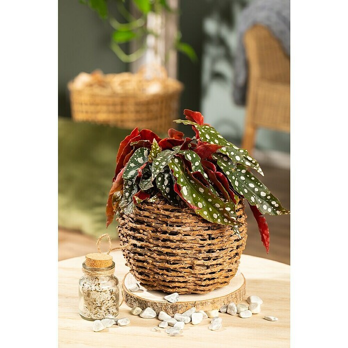 Piardino Forellenbegonie (Begonia maculata, Topfgröße: 12 cm, Weiß) | BAUHAUS