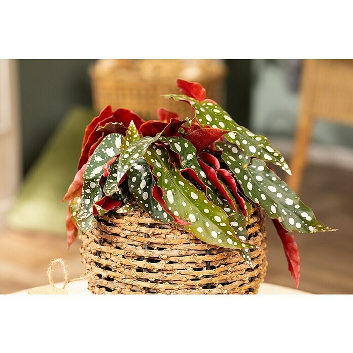 Piardino Forellenbegonie (Begonia maculata, Topfgröße: 12 cm, Weiß) | BAUHAUS