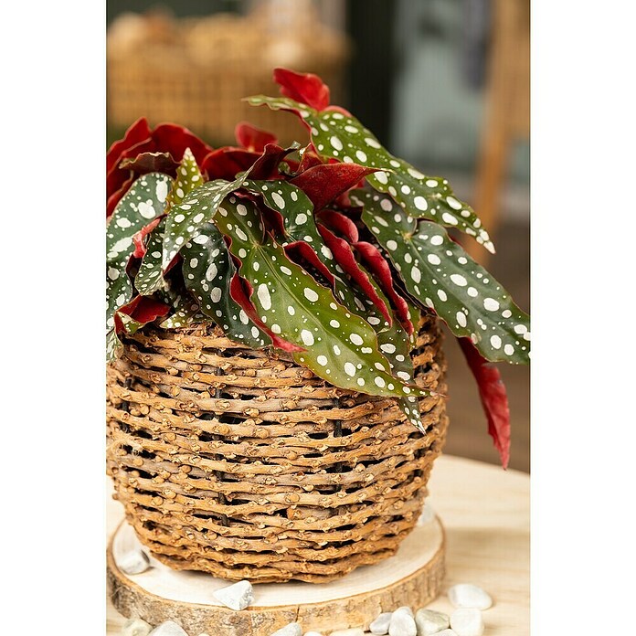 Piardino Forellenbegonie (Begonia maculata, Topfgröße: 12 cm, Weiß) | BAUHAUS