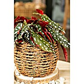 Piardino Forellenbegonie (Begonia maculata, Topfgröße: 12 cm, Weiß) | BAUHAUS