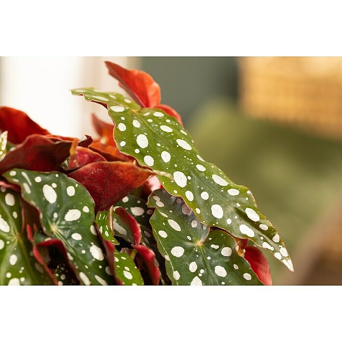 Piardino Forellenbegonie (Begonia maculata, Topfgröße: 12 cm, Weiß) | BAUHAUS