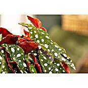 Piardino Forellenbegonie (Begonia maculata, Topfgröße: 12 cm, Weiß) | BAUHAUS