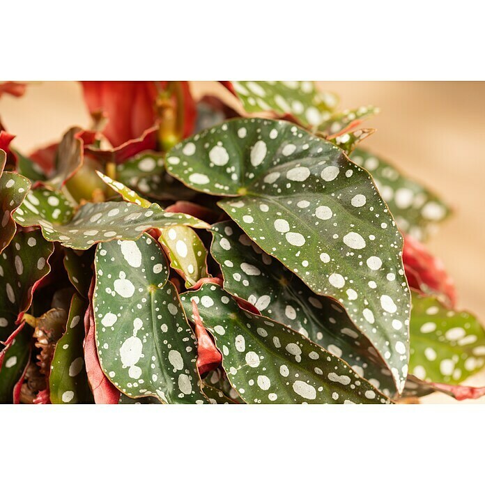 Piardino ForellenbegonieBegonia maculata, Topfgröße: 12 cm, Weiß Detail Shot