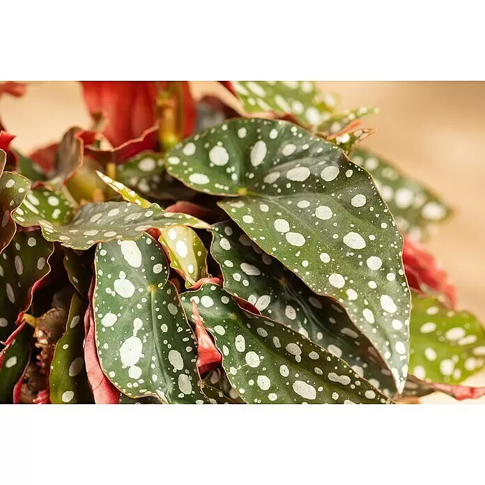 Piardino Forellenbegonie - Begonia maculata, Topfgröße: 12 cm - Nahaufnahme einer Begonie mit dunkelgrünen Blättern, weißen Punkten und rötlichen Unterseiten.