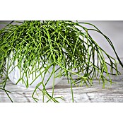 Piardino Rutenkaktus (Rhipsalis baccifera 'Oasis', Topfgröße: 12 cm) | BAUHAUS