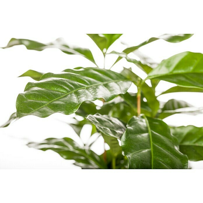 kirschlorbeer liguster Portugiesischer Kirschlorbeer (Prunus lusitanica 'Angustifolia') | 180 cm  Fertighecke main image 1