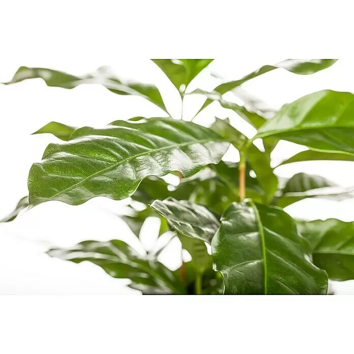 Blu Bio Kaffeestrauch - Coffea arabica - Lebendige, glänzende grüne Blätter einer gesunden Zimmerpflanze.