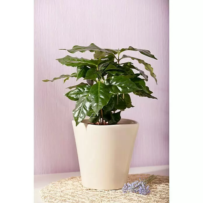 Blu Bio Kaffeestrauch - Coffea arabica - Eine grüne Kaffeepflanze in einem cremefarbenen Topf auf einer geflochtenen Matte mit lila Blüten vor einer hellvioletten Wand.