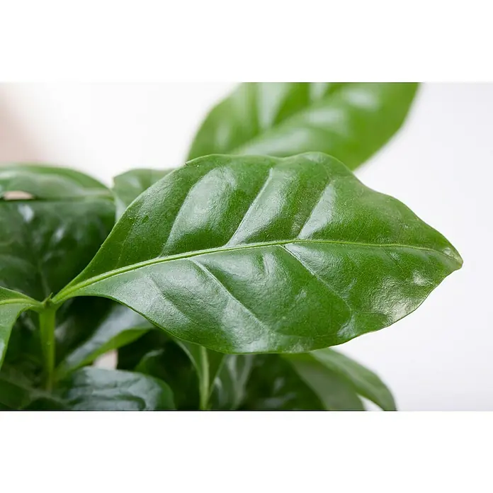 Blu Bio Kaffeestrauch - Coffea arabica - Nahaufnahme eines glänzenden, grünen Kaffeebaumblatts mit deutlichen Blattadern und einer satten Farbe.