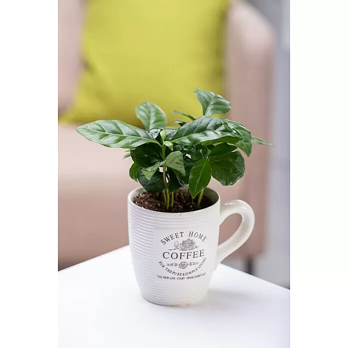 Blu Bio Kaffeestrauch - Coffea arabica - Eine kleine Kaffeepflanze mit grünen Blättern in einer weißen Keramiktasse. Die Tasse trägt den Text „SWEET HOME COFFEE“ und eine Hausillustration.