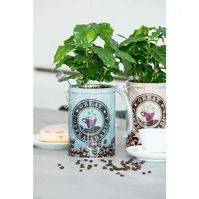 Blu Bio Kaffeestrauch - Coffea arabica - Nahaufnahme zweier Kaffeepflanzen in dekorativen Behältern mit Kaffeebohnenmuster, die auf einem Tisch mit Kaffeebohnen und Gebäck stehen.