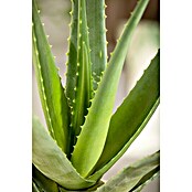 Blu Bio Aloe vera Bio (Aloe vera barbadensis, Topfgröße: 12 cm) | BAUHAUS