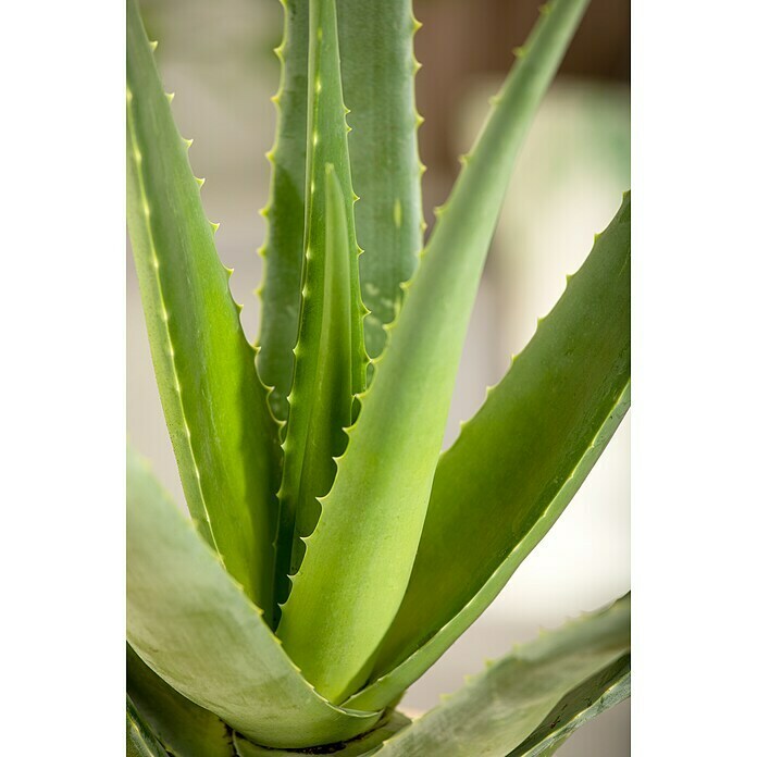 Blu Bio Aloe vera BioAloe vera barbadensis, Topfgröße: 12 cm Detail Shot