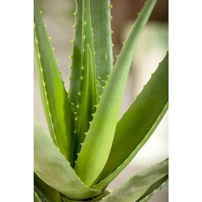 Blu Bio Aloe vera Bio -  - Nahaufnahme einer Aloe Vera Pflanze mit ihren grünen, stacheligen Blättern. Die Pflanze wirkt gesund und saftig.