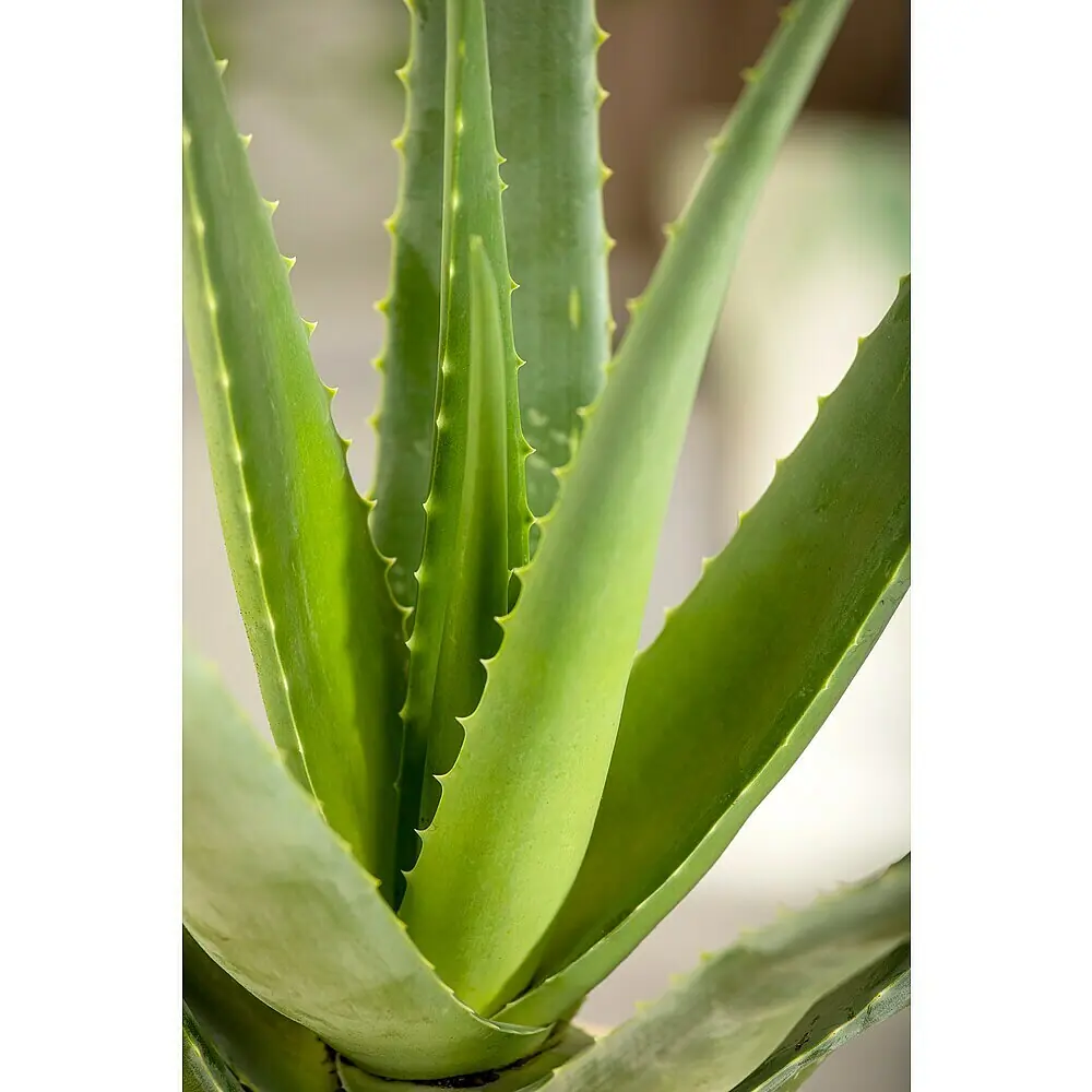Blu Bio Aloe vera Bio - Aloe vera barbadensis, Topfgre: 12 cm online  kaufen bei BAUHAUS