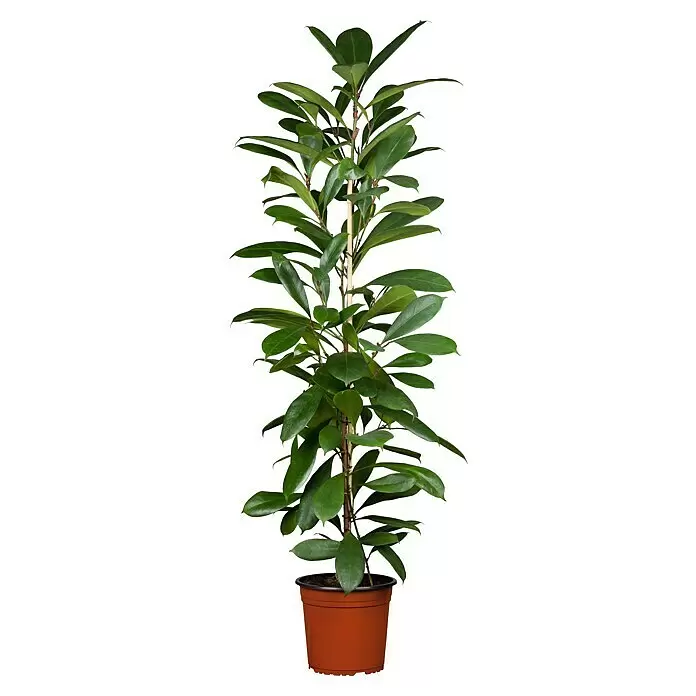Piardino Afrikanische FeigeFicus cyathistipula, Topfgröße: 35 cm