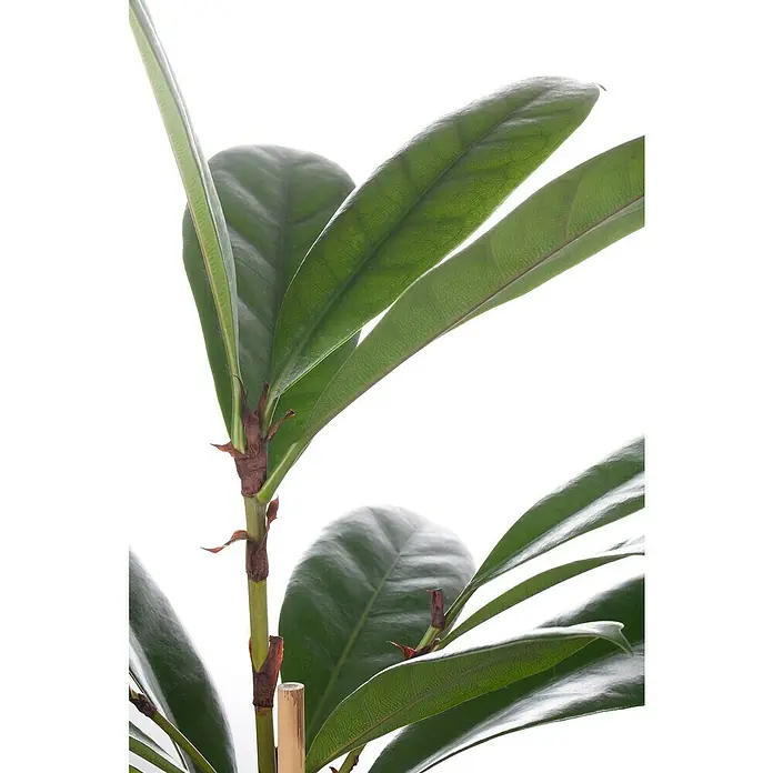 Piardino Afrikanische FeigeFicus cyathistipula, Topfgröße: 35 cm - Nahaufnahme einer Zimmerpflanze mit glänzenden, grünen Blättern und einem stabilisierenden Bambusstab, ideal für Wohnräume.