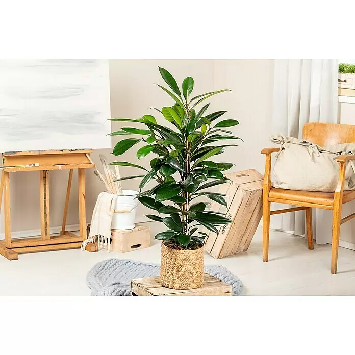 Piardino Afrikanische FeigeFicus cyathistipula, Topfgröße: 35 cm