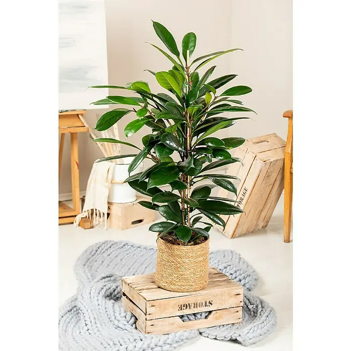 Piardino Afrikanische FeigeFicus cyathistipula, Topfgröße: 35 cm - Zimmerpflanze mit glänzenden Blättern in einem Jutetopf, der auf einer Holzkiste steht. Ideal für die Dekoration von Innenräumen.