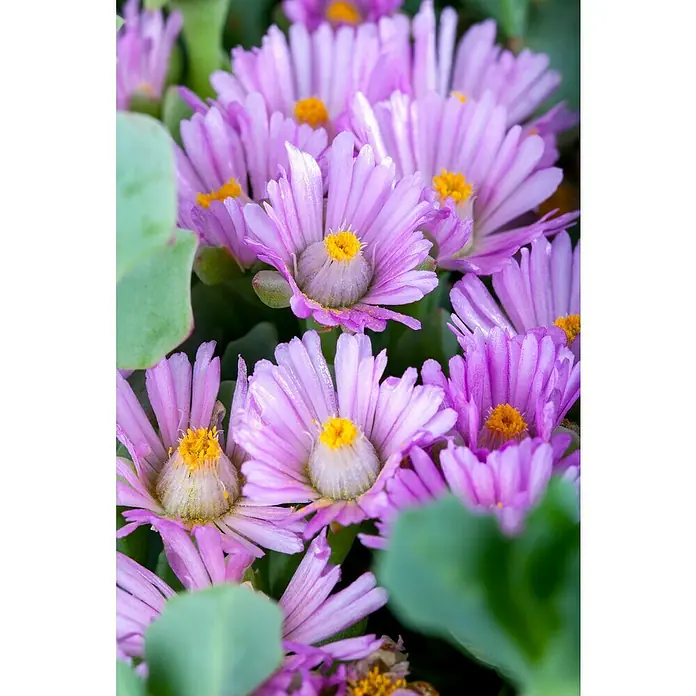 Piardino Mittagsblume -  - Nahaufnahme von lila Mittagsblumen mit gelben Zentren, umgeben von grünen Blättern. Die Blütenblätter zeigen zarte Texturen.