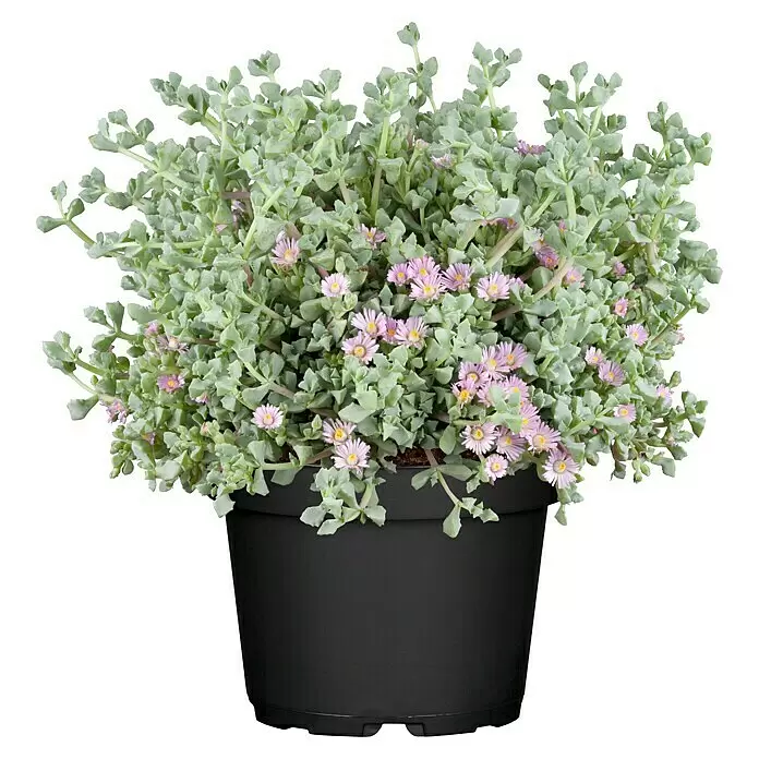 Piardino Mittagsblume -  - Topfpflanze mit hellgrünen Sukkulentenblättern und kleinen rosa Blüten in einem schwarzen Topf.