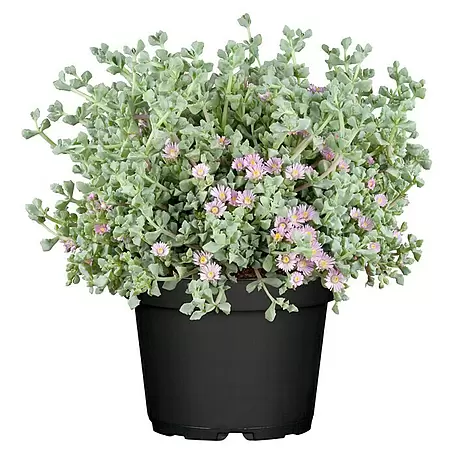 Piardino  Mittagsblume