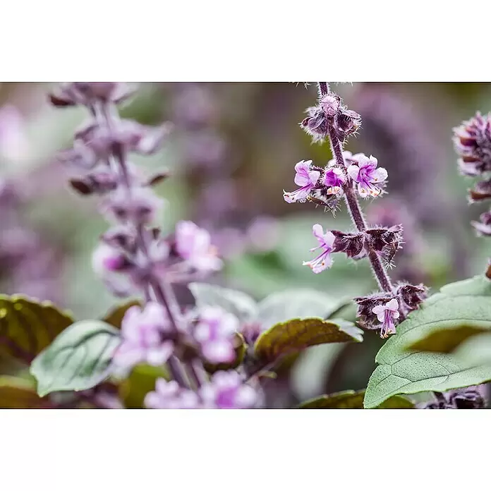 Piardino Strauchbasilikum Stämmchen - Ocimum basilicum, Topfgröße: 19 cm - Detailaufnahme