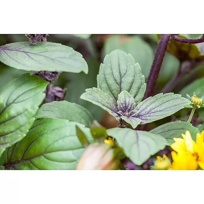 Piardino Strauchbasilikum Stämmchen - Ocimum basilicum, Topfgröße: 19 cm - Detailaufnahme