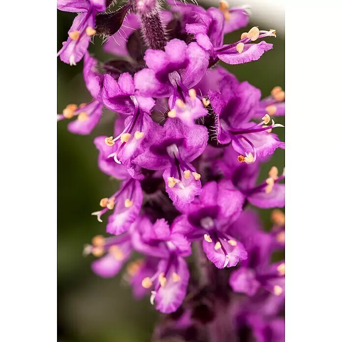 Piardino Strauchbasilikum Stämmchen - Ocimum basilicum, Topfgröße: 19 cm - Detailaufnahme