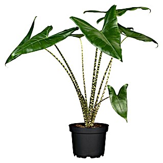 Piardino Elefantenohr (Alocasia zebrina, Topfgröße: 19 cm)