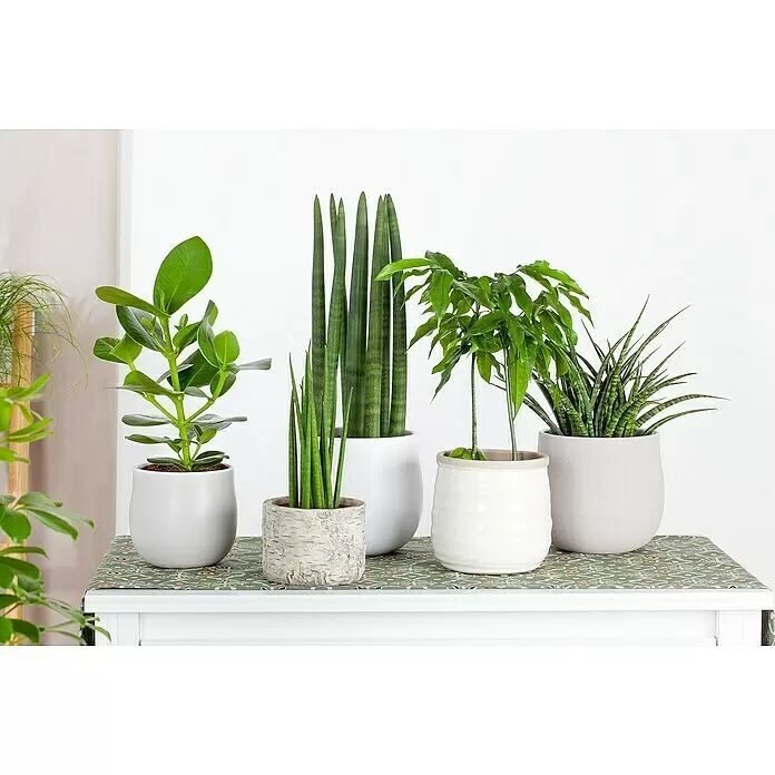 Piardino Bogenhanf - Sansevieria cylindrica, Topfgröße: 17 cm, Gelb-Grün - Stimmungsaufnahme