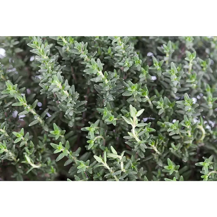 Piardino Echter Thymian - Thymus vulgaris, Topfgröße: 13 cm - Nahaufnahme von frischem Thymian, einer aromatischen Zutat für kulinarische Genüsse und als Kräutertee sehr beliebt.