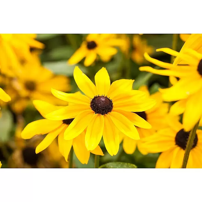 Piardino Sonnenhut - Rudbeckia hirta 'Sunbeckia', Gelb, Gelb/Rot oder Rot, Topfgröße: 21 cm - Leuchtend gelbe Blumen mit dunklen braunen Zentren in einer lebendigen Gartenumgebung.