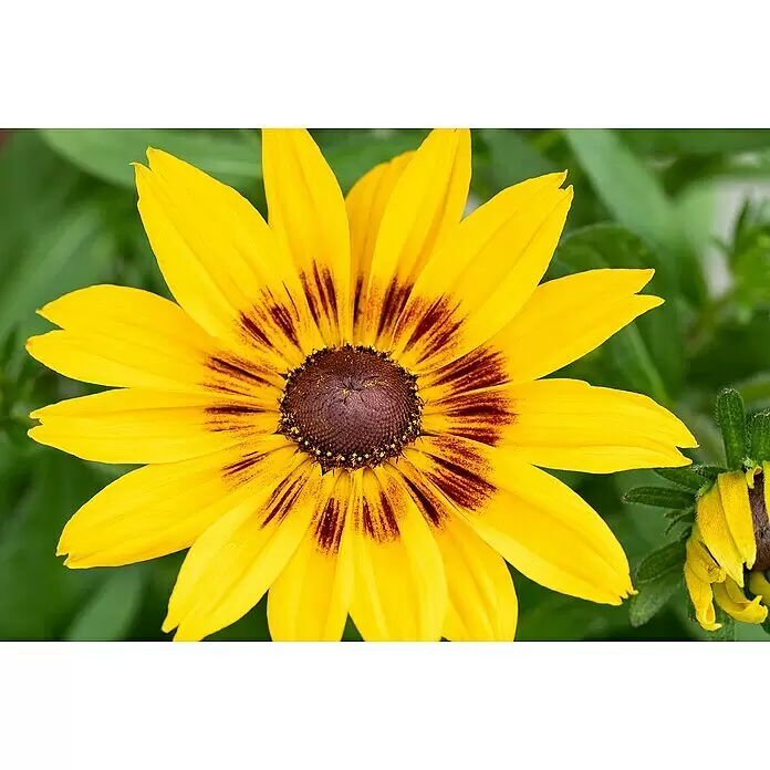 Piardino Sonnenhut - Rudbeckia hirta 'Sunbeckia', Gelb, Gelb/Rot oder Rot, Topfgröße: 21 cm - Leuchtend gelbe Blume mit dunkelbraunem Zentrum, blühend.