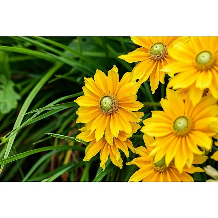 Piardino Sonnenhut - Rudbeckia hirta 'Sunbeckia', Gelb, Gelb/Rot oder Rot, Topfgröße: 21 cm - Nahaufnahme von leuchtend gelben Rudbeckia Blumen, die im Sonnenlicht erstrahlen und ihre strahlenden Blütenblätter zeigen.