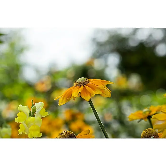 Piardino Sonnenhut - Rudbeckia hirta 'Sunbeckia', Gelb, Gelb/Rot oder Rot, Topfgröße: 21 cm - Nahaufnahme einer gelben Rudbeckia Blüte im Garten, umgeben von weiteren Blumen und Grün, die ihre Schönheit hervorhebt.