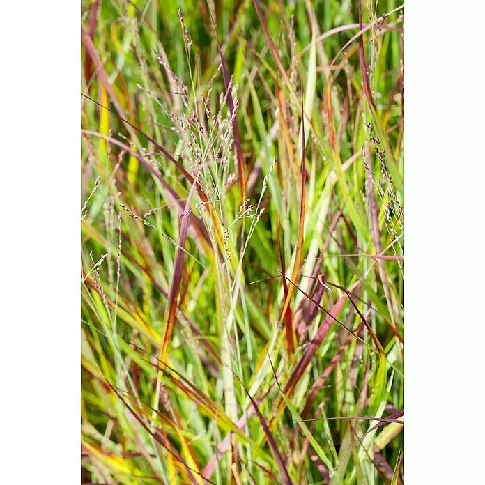 Piardino Japanisches Blutgras - Imperata cylindrica 'Red Baron', Topfgröße: 23 cm - Nahaufnahme von grünem und violettem Ziergras mit zarten Samenständen.