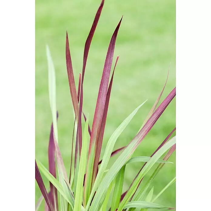 Piardino Japanisches Blutgras - Imperata cylindrica 'Red Baron', Topfgröße: 23 cm - Schlanke grüne und violette Blätter einer Zierpflanze.