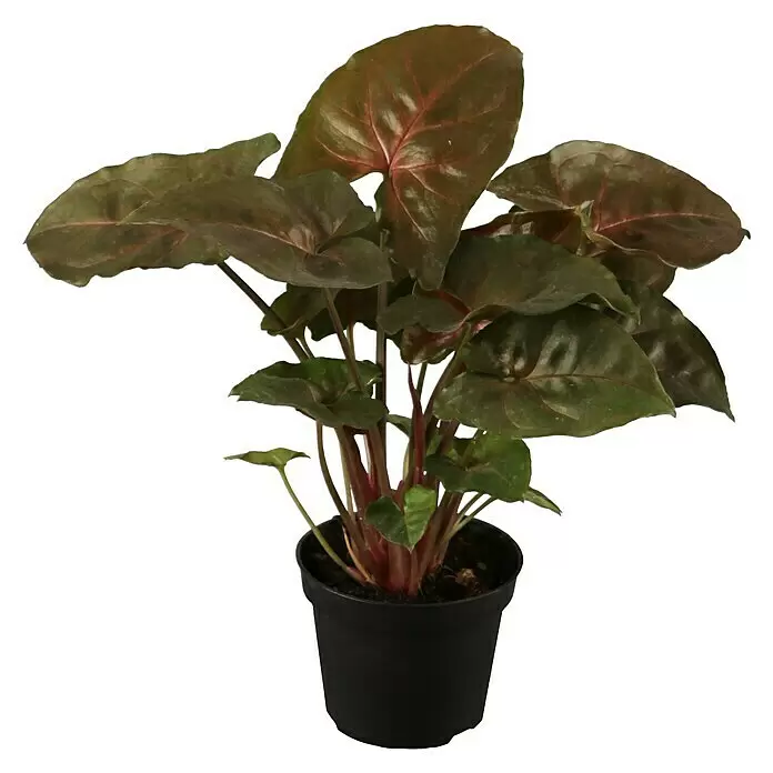 Piardino Purpurtute in SortenSyngonium podophyllum