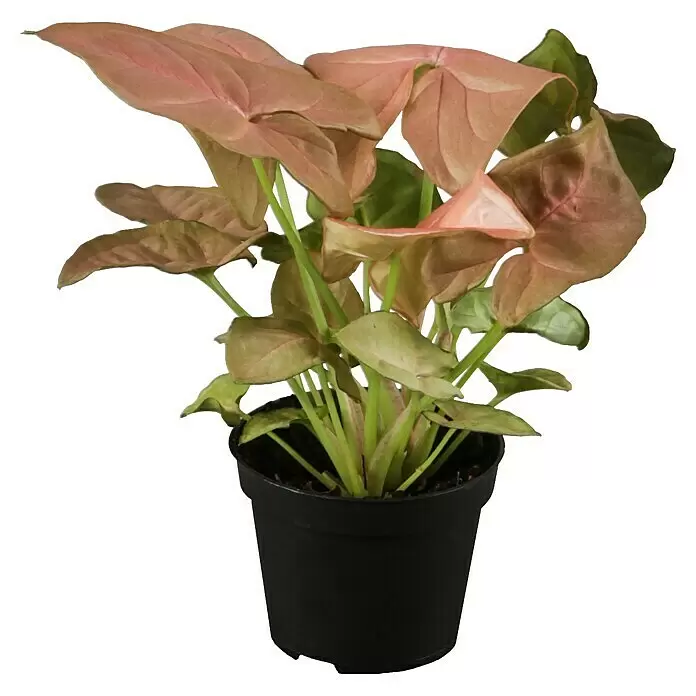 Piardino Purpurtute in SortenSyngonium podophyllum